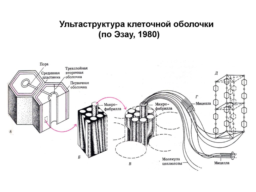 Клеточная стенка растительной клетки. Строение клеточной оболочки растительной клетки. Строение клеточной оболочки растений. Первичная и вторичная клеточная оболочка растений. Структура клеточной оболочки растительной клетки.