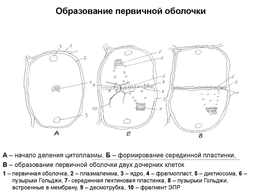 Клеточная оболочка образование. Формирование клеточной оболочки. Первичная и вторичная оболочка растительной клетки.