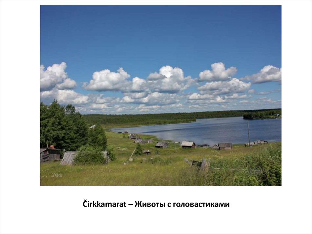 Čirkkamarat – Животы с головастиками