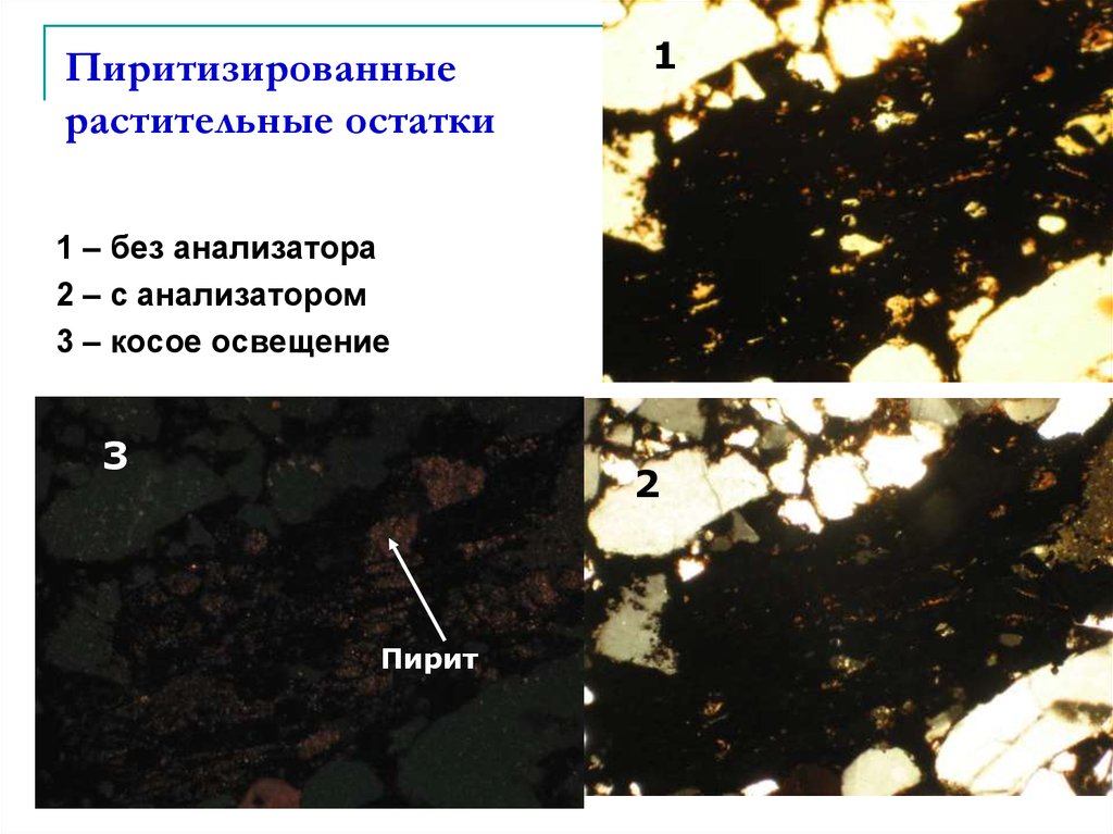 Пиритизированные растительные остатки