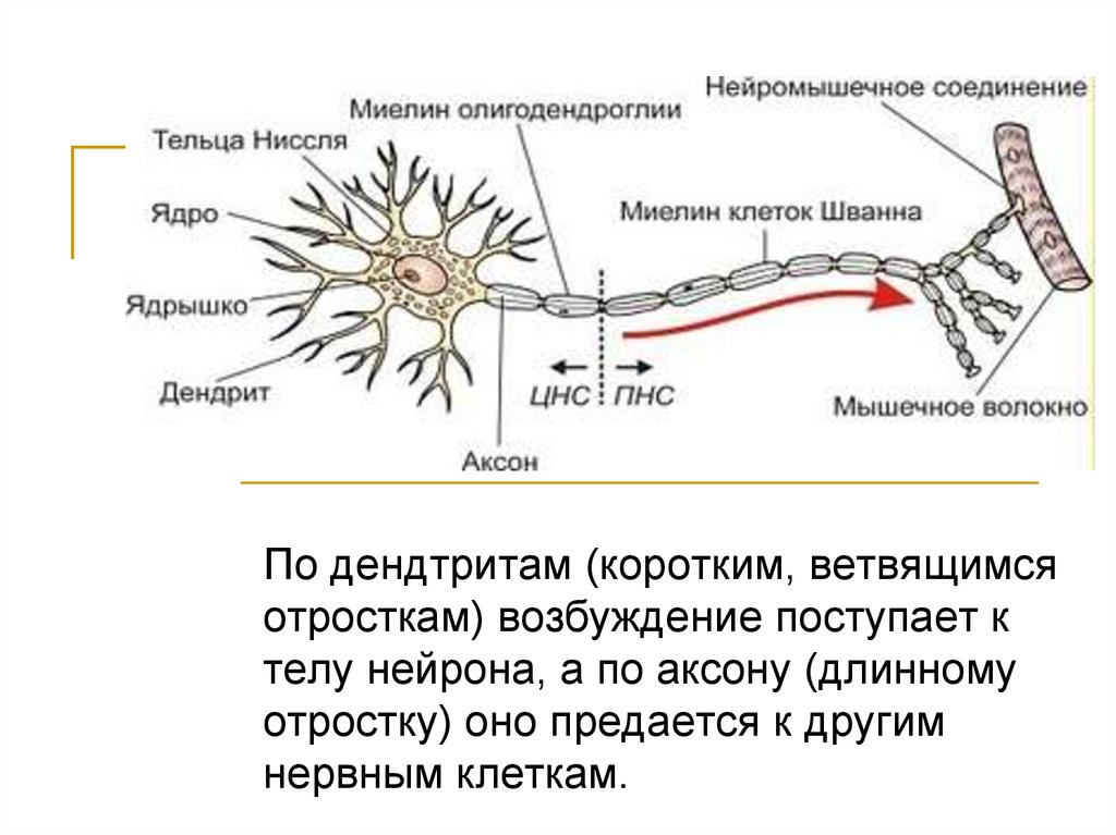 Процесс возбуждения нервных клеток. Строение нейрона. Короткий отросток нейрона. Ветвящийся отросток нервной клетки. Длинный отросток нейрона.