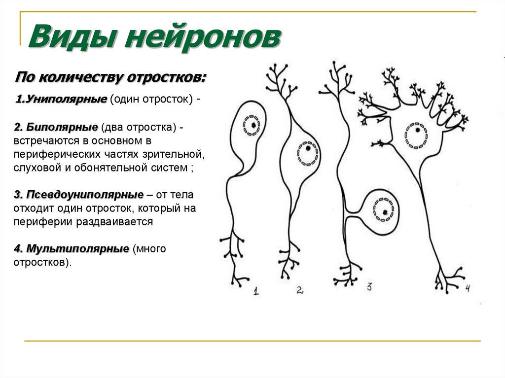 Нейроны виды. Типы нейронов по количеству отростков и функциям. Подпишите типы нейронов по количеству отростков и функциям:. Типы нейронов по количеству отростков. Виды нейронов и их функции.