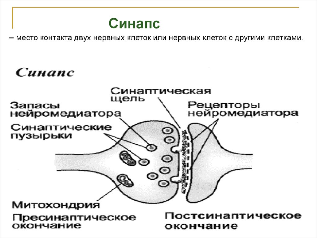 Место контактов двух нервных клеток друг