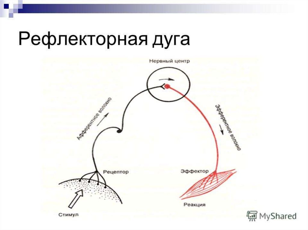 Рефлекс чихания схема