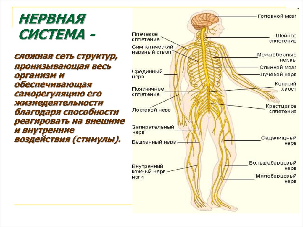 Нервная система по схема функциям