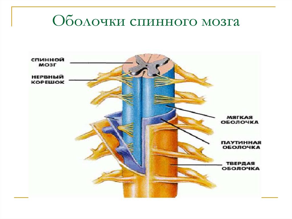 Оболочки спинного мозга схема