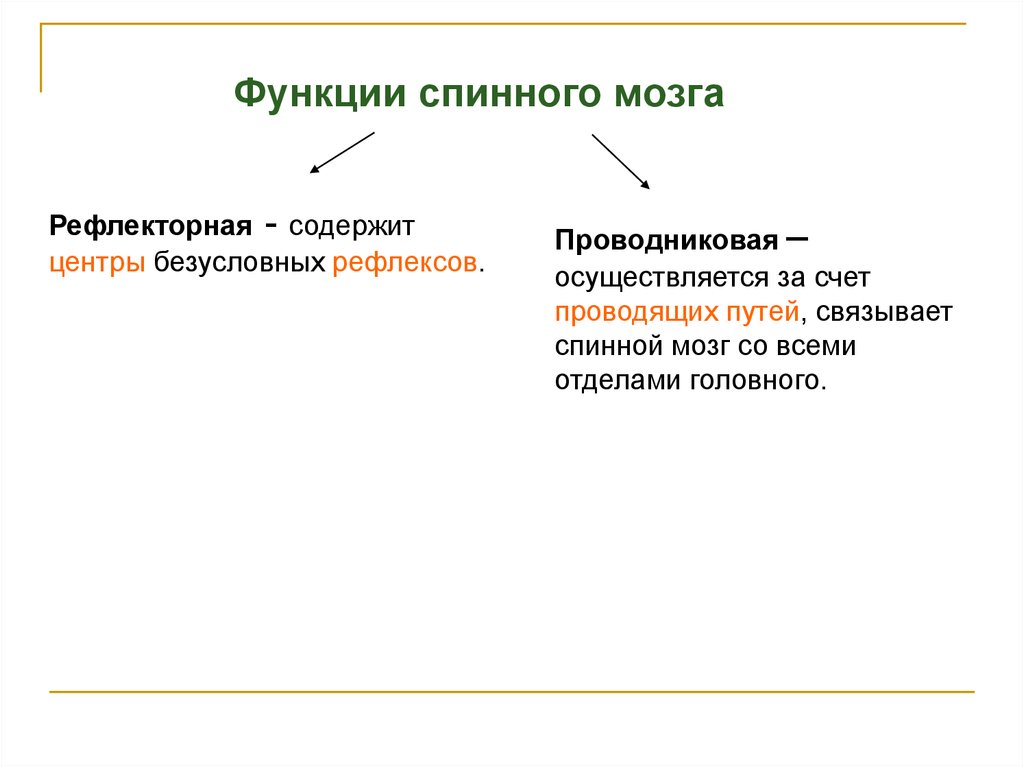 Содержит центры безусловных рефлексов. Рефлекторная и проводниковая функции. Рефлекторная и проводниковая функции спинного мозга. Задний мозг проводниковая и рефлекторная функции.