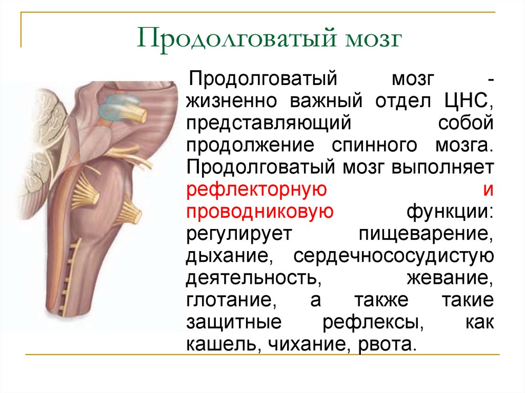 Капилляр щитовидной железы продолговатый мозг. Продолговатый мозг строение и функции кратко. Проводниковая функция продолговатого мозга таблица. Строение продолговатого мозга кратко. Функции пирамид продолговатого мозга.