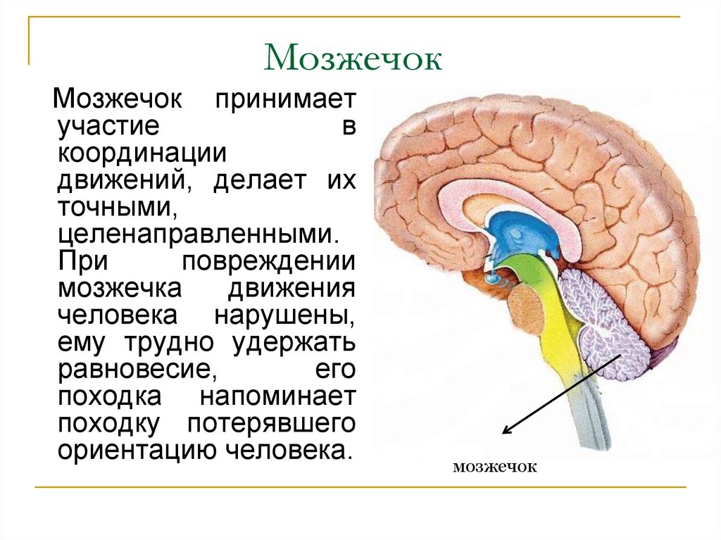Координирует движения отдел мозга. Функции отделов головного мозга мозжечок. Мозжечок отдел головного мозга строение и функции. Строение мозжечка в головном мозге. Структура мозжечка в головном мозге.