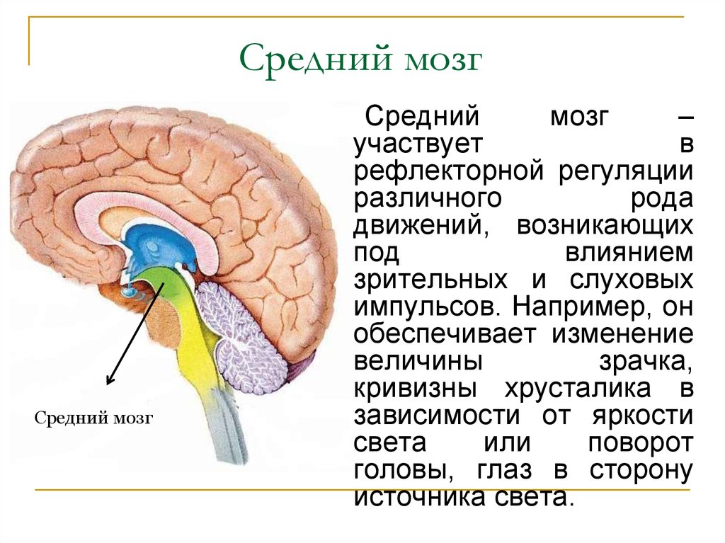 Функции среднего мозга кратко