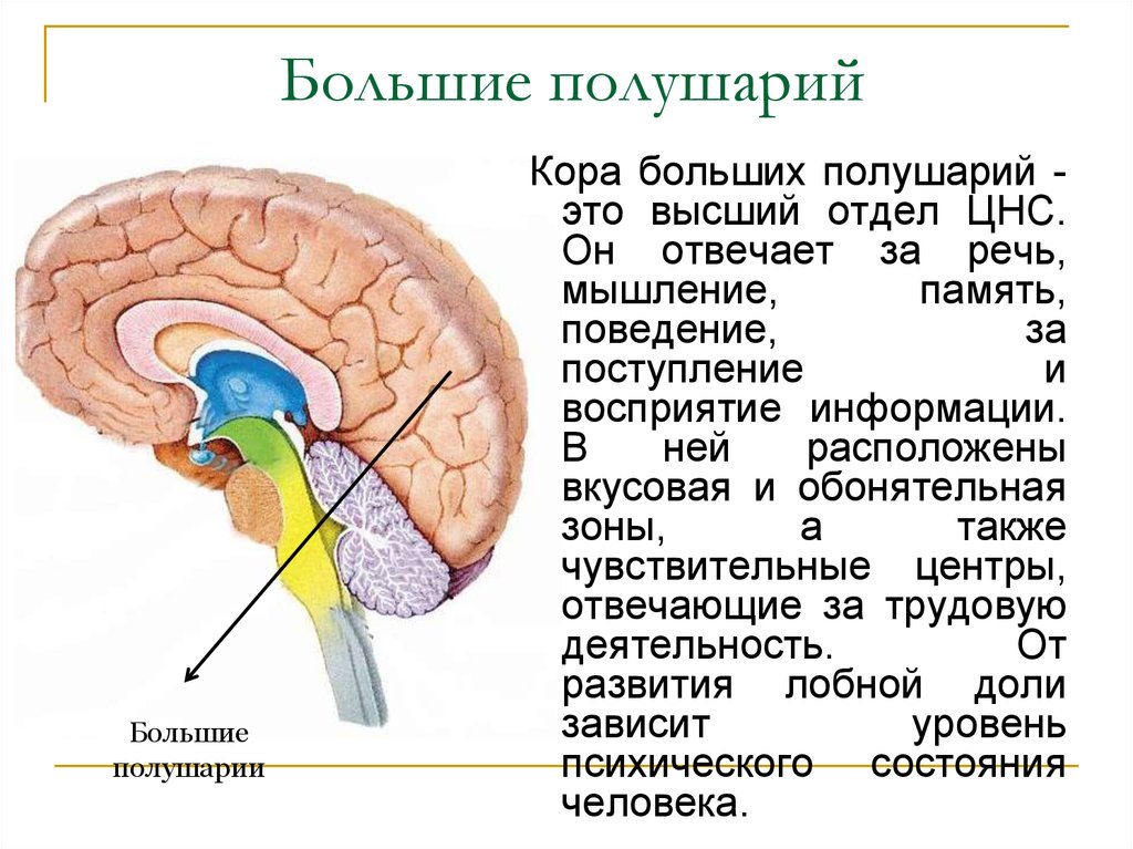Кору и полушария в головном мозге имеют. Расположение, строение и функции среднего мозга.. Строение и функции коры полушарий головного мозга.