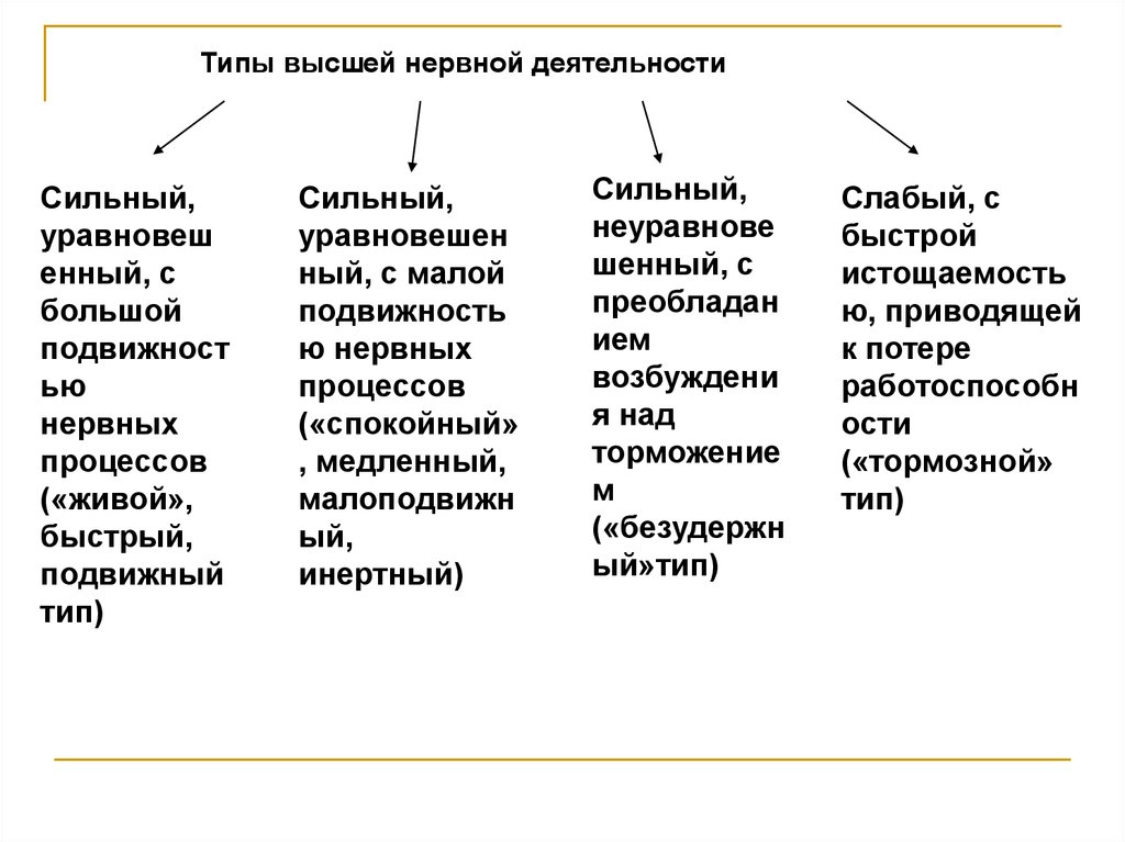 Подвижный тип. Типы нервной деятельности (сильный, слабый, инертный) лекция. Уравновешенный с большой подвижностью нервных процессов. Сильный уравновешенный Тип с большой подвижностью нервных процессов. Сильный Тип ВНД.