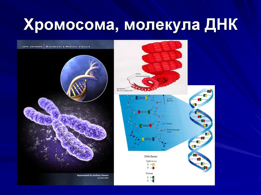 Молекула хромосом