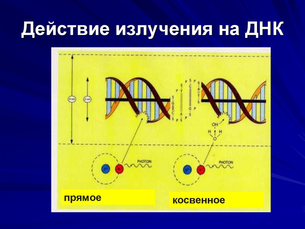 Действие излучения. Воздействие ионизирующего излучения на ДНК. Воздействие радиации на ДНК. Косвенное действие излучения. Прямое и косвенное ионизирующее излучение.