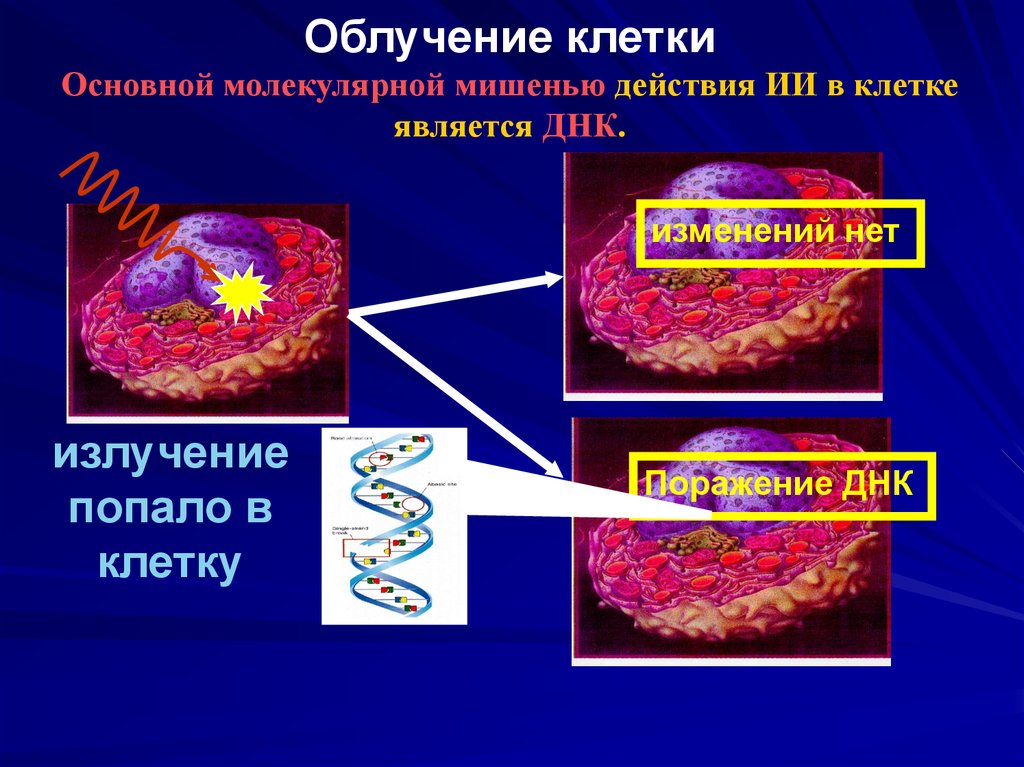 Действие ионизирующих излучений на клетку