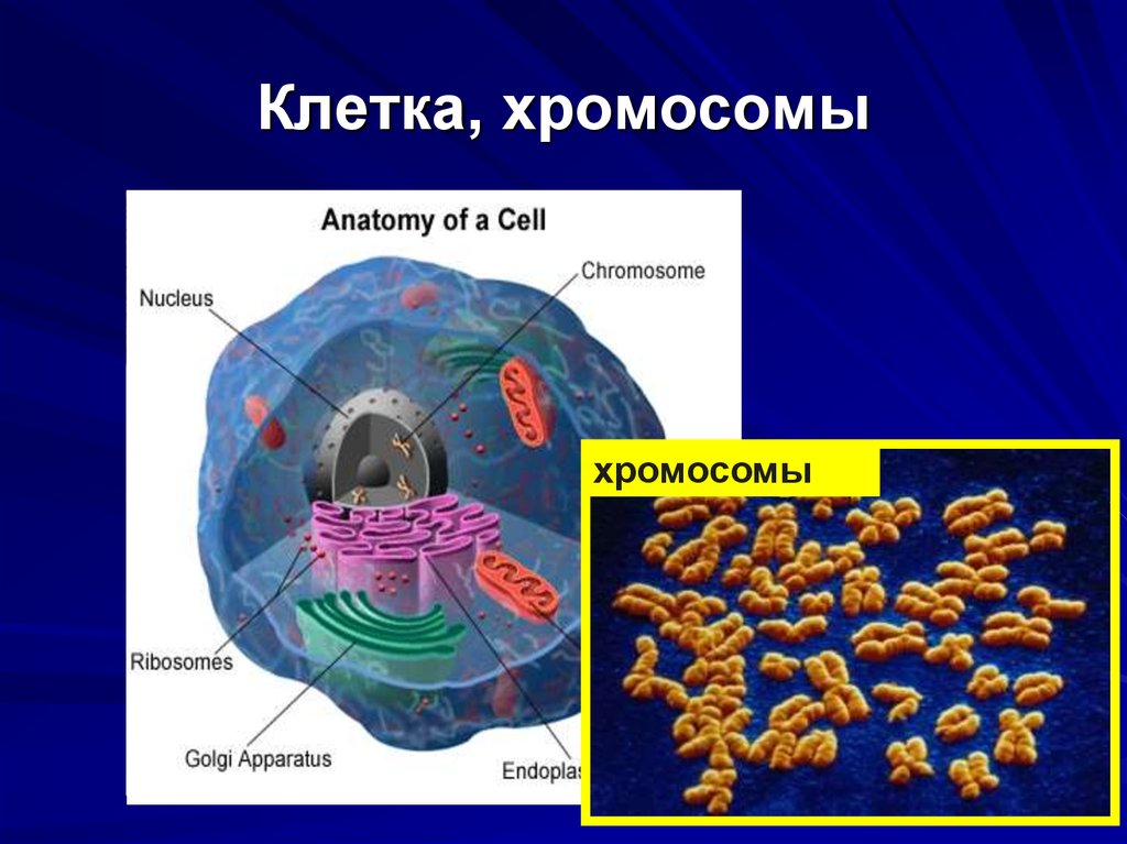 Клеточные хромосомы