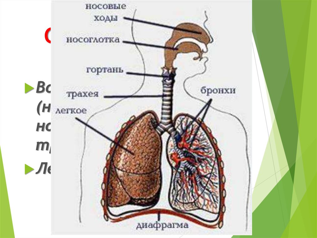 Носоглотка бронхи гортань носовая полость легкие трахея. Структура дыхательной системы. Дыхательная система человека общая схема. Общий план строения дыхательной системы человека. Схема строения системы органов дыхания.