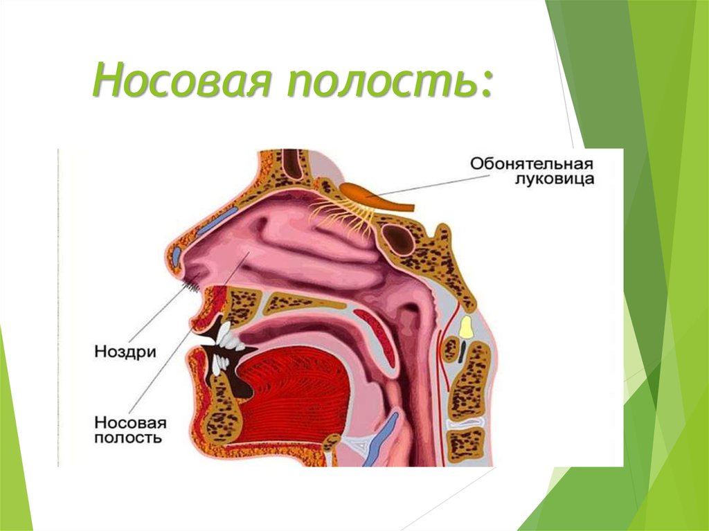 Носовые полости функции органа