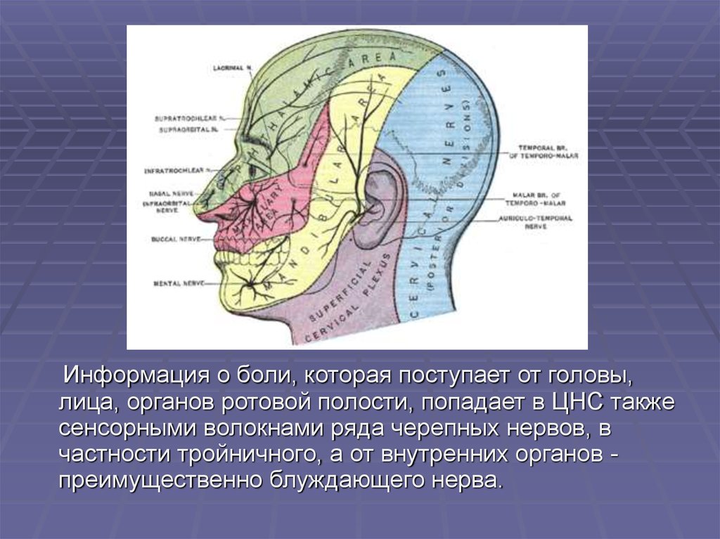 Чувствительность полости рта. Болевые рецепторы лица. Рецепторы головы. Рецепторы ротовой полости их роль. Система чувствительности внутренних органов.