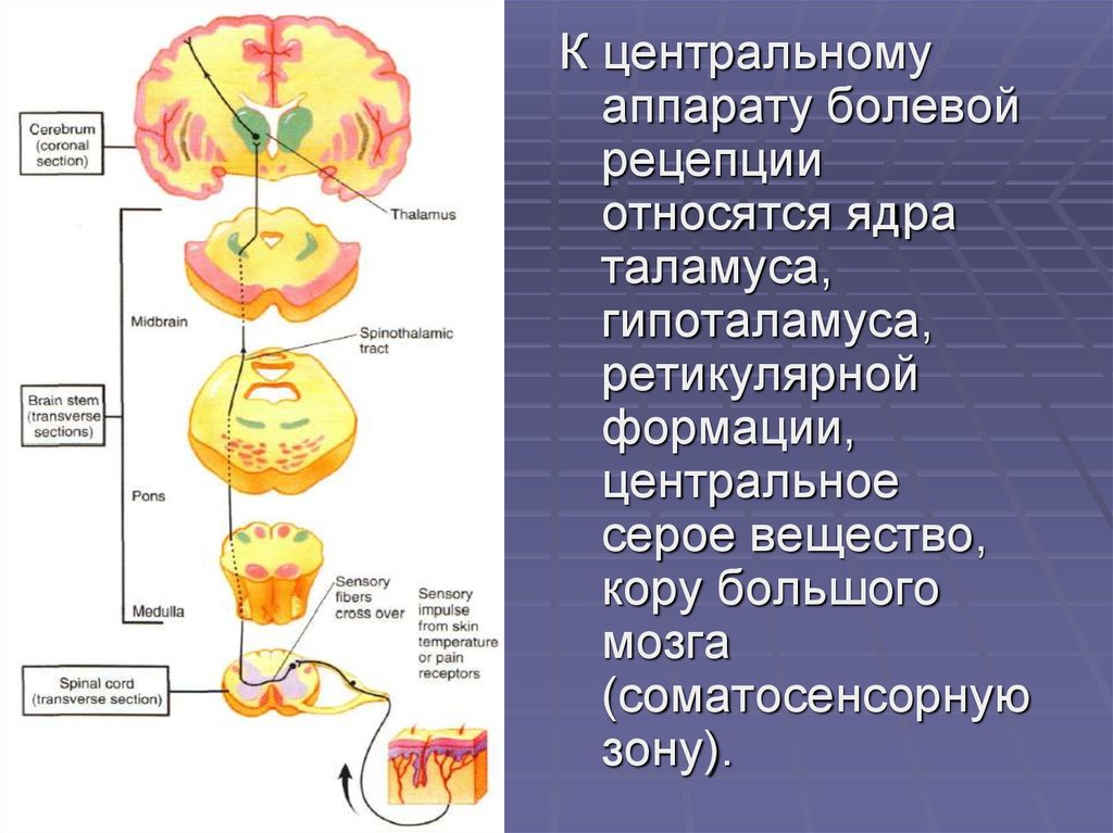 Ноцицептивная система. Современные представления о болевой рецепции. Ноцицептивная и антиноцицептивная системы физиология. Антиноцицептивная система мозга. Схема взаимодействия ноцицептивной и антиноцицептивной.