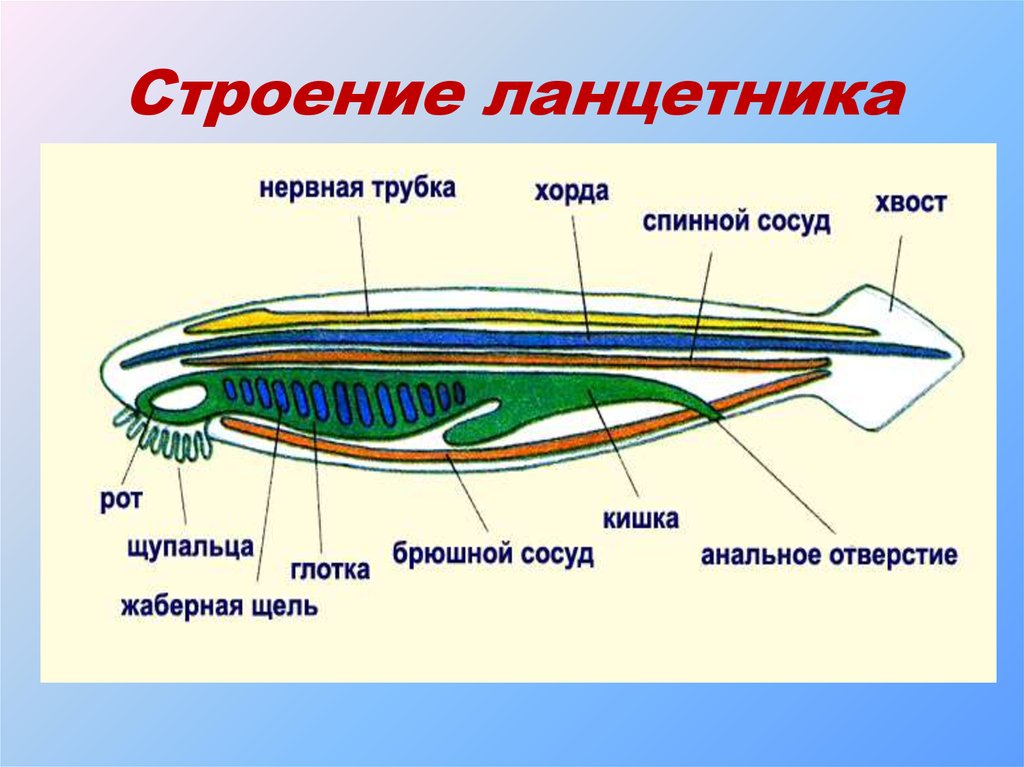 Что обозначено цифрой 2 на рисунке схема строения ланцетника