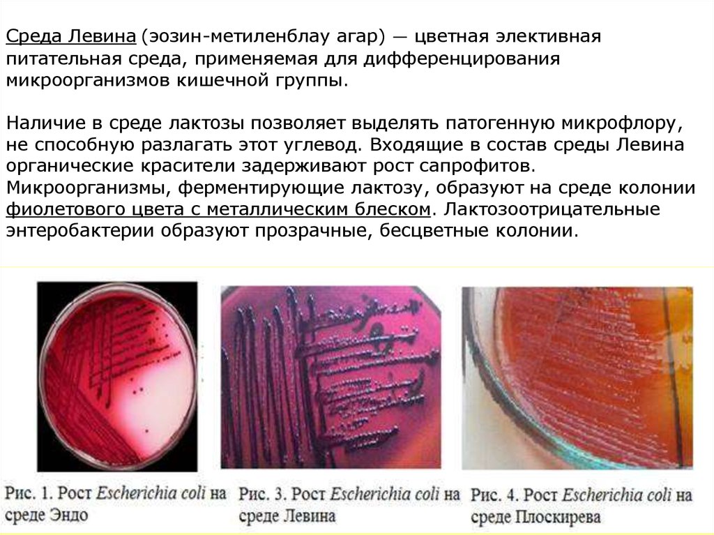 Среда е. Среда Левина среда Плоскирева. Среда Эндо Левина Плоскирева состав. Среда Плоскирева состав питательной среды. Срылы Плоскирева Левина шигеллы.