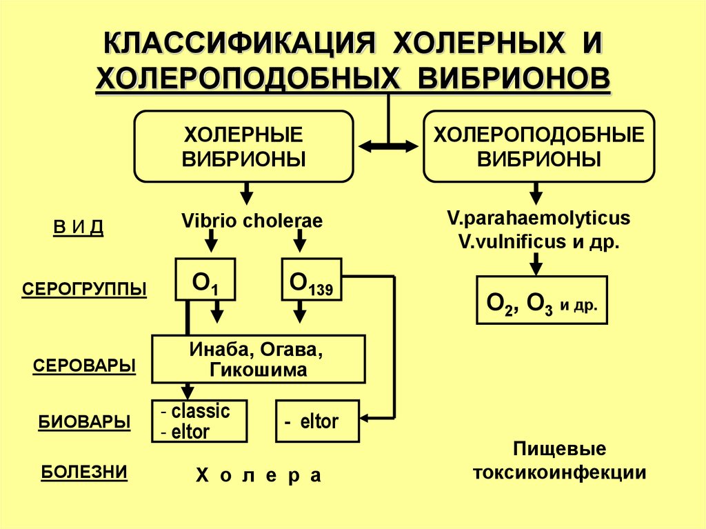 Схема патогенеза холеры