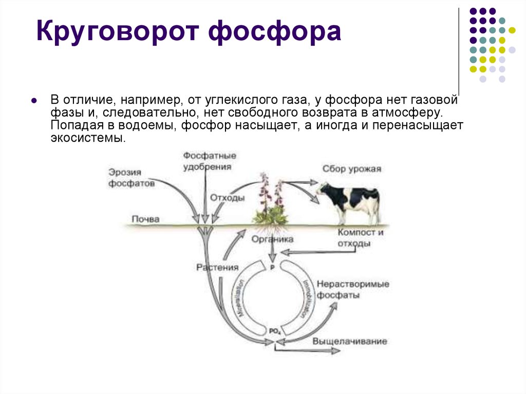 Схема круговорота углекислого газа