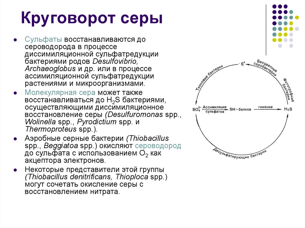 Сероводород бактерии. Круговорот серы в природе схема кратко. Цикл серы микробиология. Круговорот серы схема. Процессы круговорота серы.