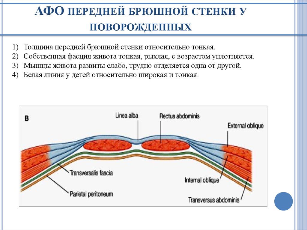 Толщина передней стенке. Слои мышц передней брюшной стенки. Строение передней брюшной стенки послойно. Мышцы передней брюшной стенки топографическая анатомия. Строение передней брюшной стенки анатомия.