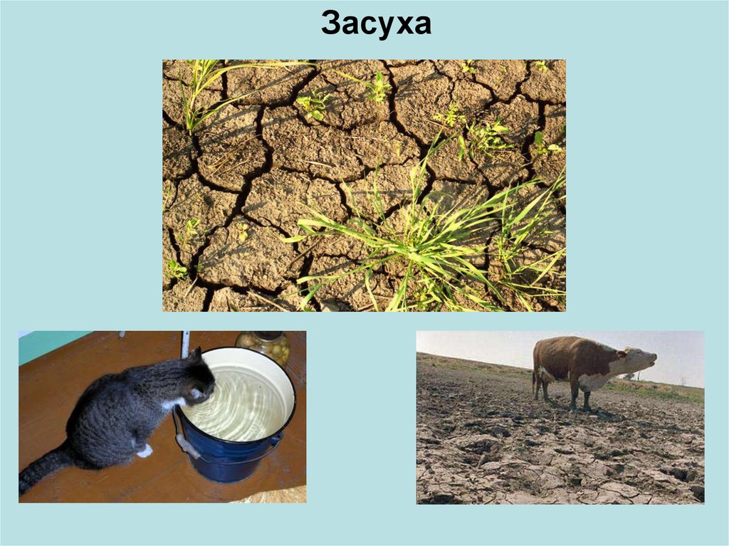 Тема засуха. Презентация на тему засуха. Что такое засуха кратко. Засуха это кратко и понятно. Причины засухи.