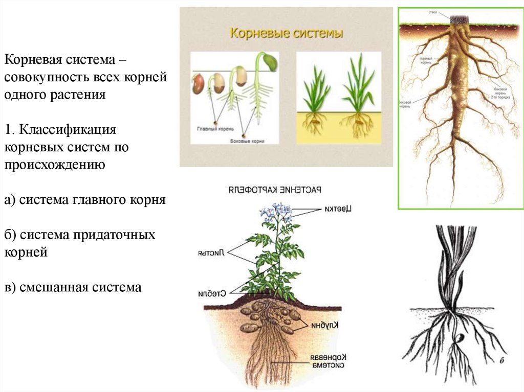 Какую часть корневой системы удаляют. Классификация корневых систем. Смешанный Тип корневой системы. Растения по корневой системе. Растение со смешанная корневая система.