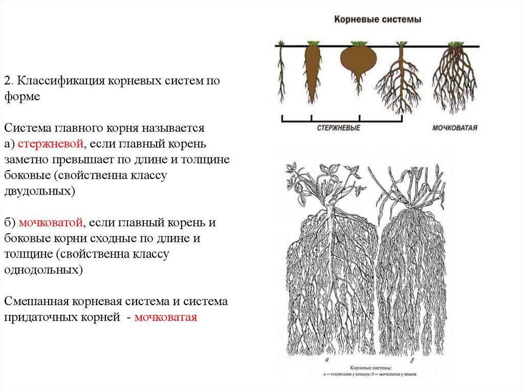 Какую часть корневой системы удаляют. Классификация корневых систем. Типы корневых систем в ботанике.