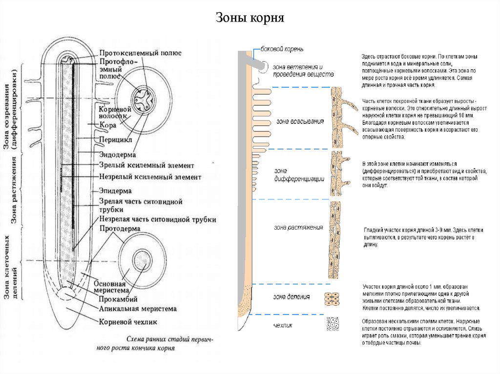 Зоны корня клетки зоны. Зона дифференцировки корня. Зоны корня зона дифференциации. Внутреннее строение корня зона дифференциации. Зона начальной дифференциации клеток корня.
