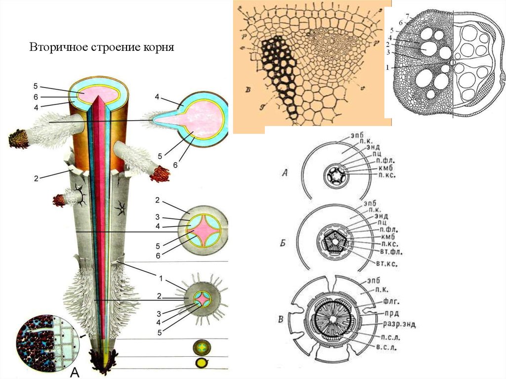 Анатомические зоны корня. Схематическое изображение вторичного строения корня. Строение корня вторичного строения. Вторичное Анатомическое строение корня тыквы. Микроскопическое строение корня схема.