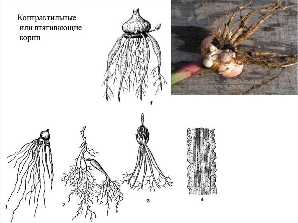 Какие корни в луке. Метаморфоз контрактильные корни. Контрактильные («втягивающие») корни. Контрактильные корни ботаника. Втягивающие корни гладиолуса.