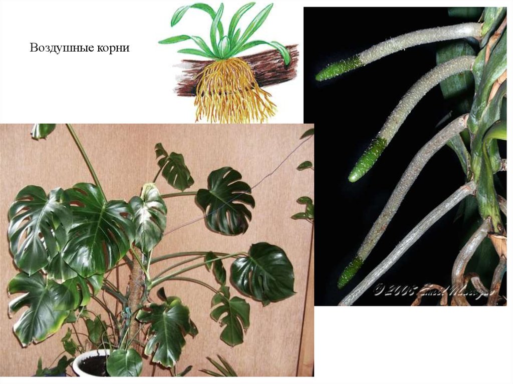 Воздушные корни образованы. Монстера растение воздушные корни. Корни монстера орхидеи. Монстера вариегатная воздушные корни.