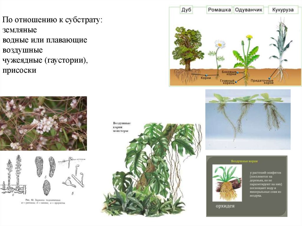 Положение корень. Классификация корней по отношению к субстрату. Отношение растений к субстрату. Экологические группы растений по отношению к субстрату. Классификация растений по отношению к субстрату.