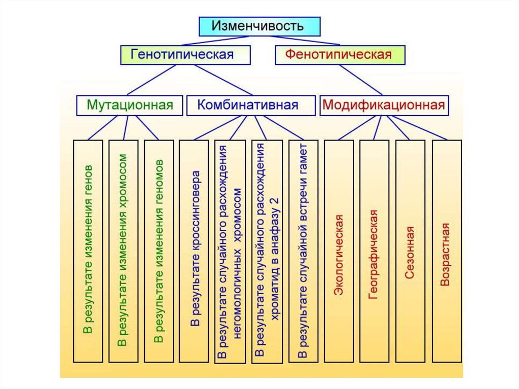 Презентация наследственная изменчивость модификационная изменчивость