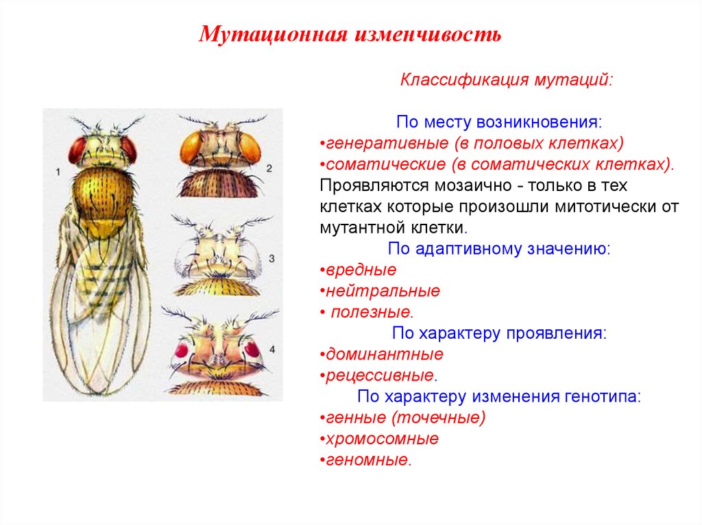 Мутационная изменчивость классификация мутаций.