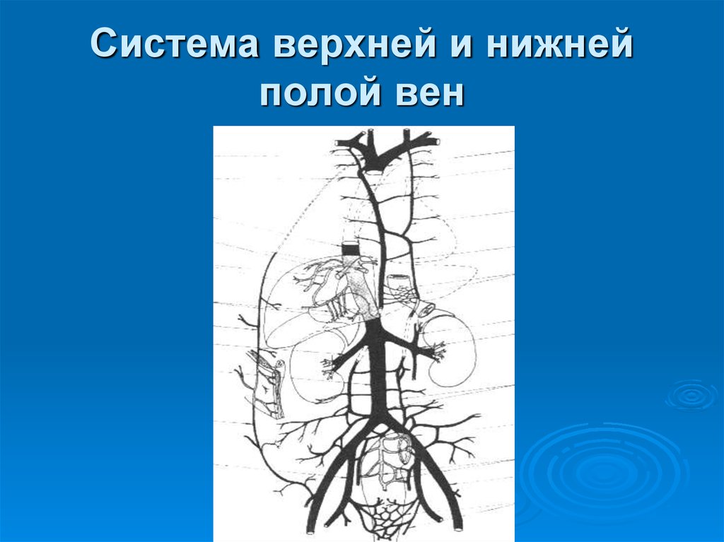 Ветви нижней полой вены схема