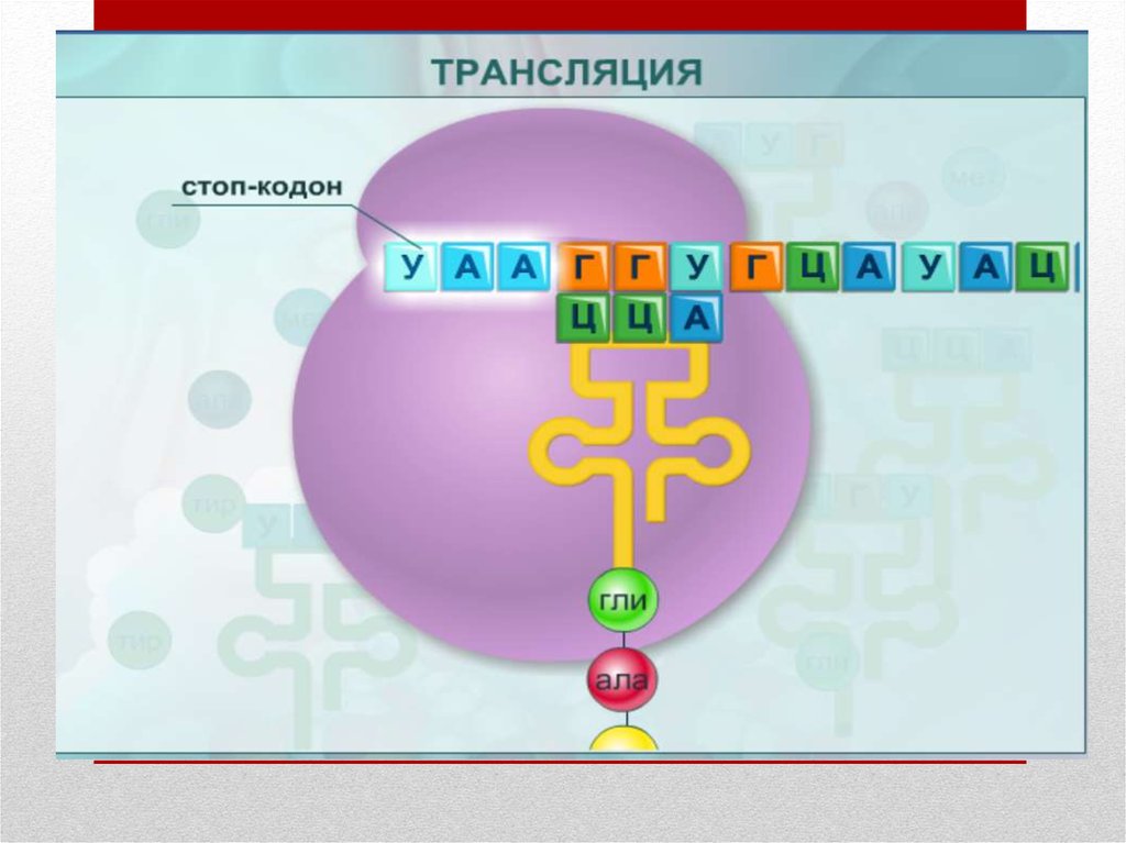 Трансляция это в биологии. Стоп-кодоны в биосинтезе белка. Трансляция стоп кодон. Стоп кодоны РНК. Старт кодон.