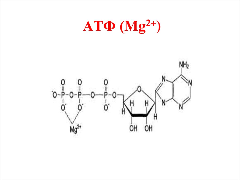 Атф структурная. АТФ формула структурная. Структурная формула АТФ биохимия. АТФ- 2 mg2+ комплекс. АТФ-2mg2+ структурная формула.