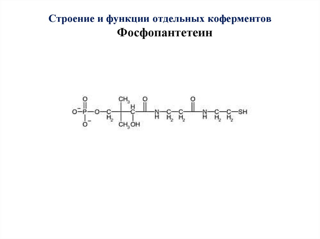 Строение 20. Коэнзим а пантотеинфосфат структура и функции. Коэнзим а пантотеинфосфат структура. Фосфопантотеин структура и функции. Структура и функция пантотеинфосфата.