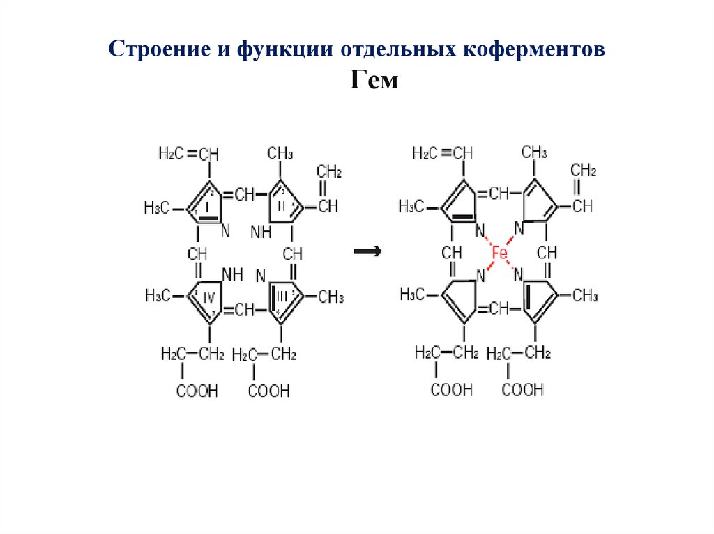 Строение и функции отдельных коферментов Гем
