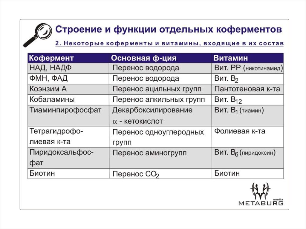 Коферментная функция витаминов группы в схема