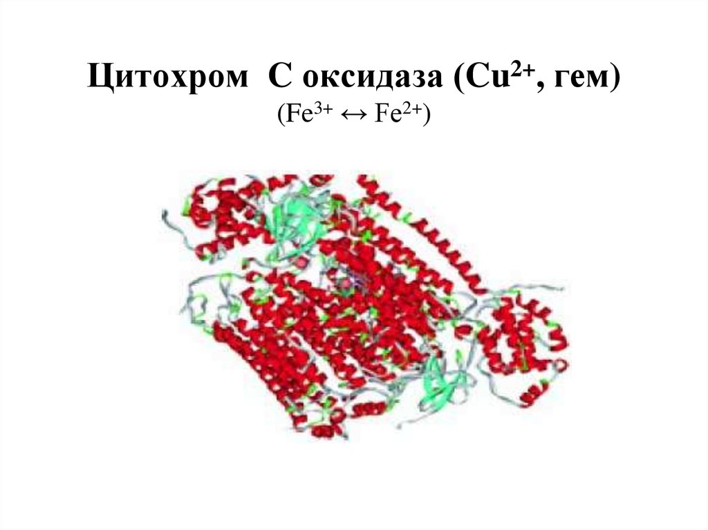 Цитохром C оксидаза (Cu2+, гем) (Fe3+ ↔ Fe2+)