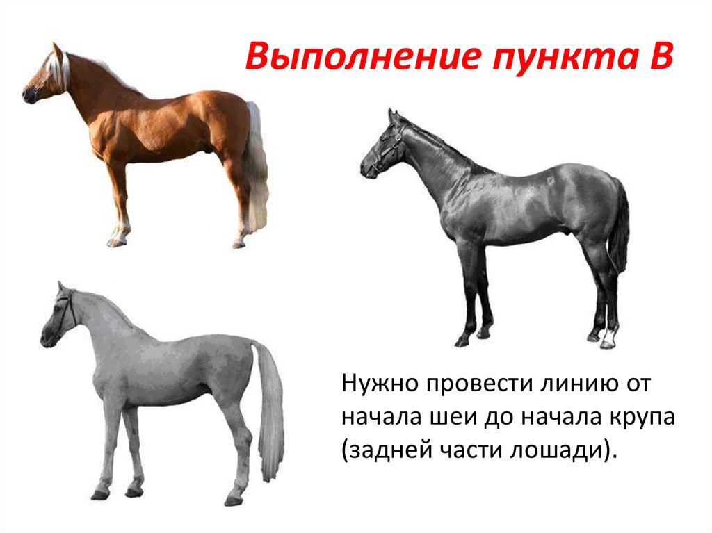 Конь части слова. Части лошади 94. ОГЭ биология задание с лошадью. Лошадь из ОГЭ по биологии. Задание про лошадь из ОГЭ по биологии.