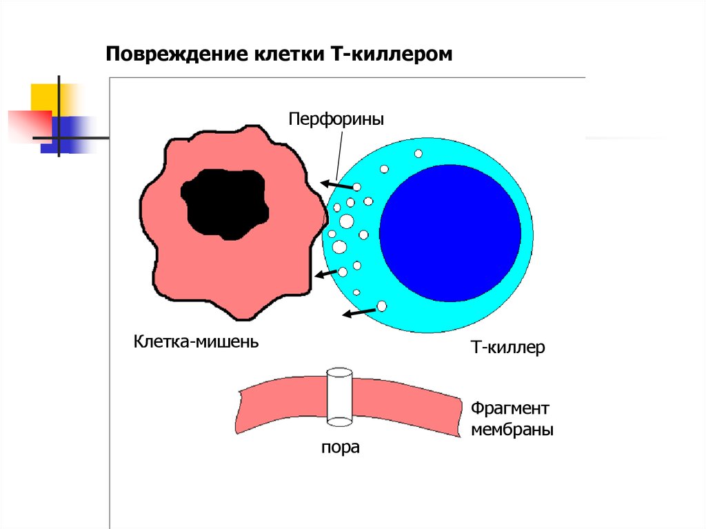 Ушиб клетки