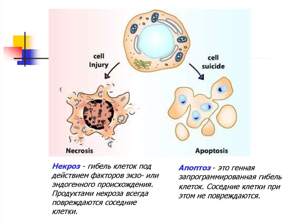 Физиологическое состояние клеток. Апоптоз отмирание клеток. Схема гибели клеток при апоптозе. Механизмы гибели клеток апоптоз и некроз. Некроз и апоптоз клетки.